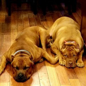 Meet your Posher, Cecelia